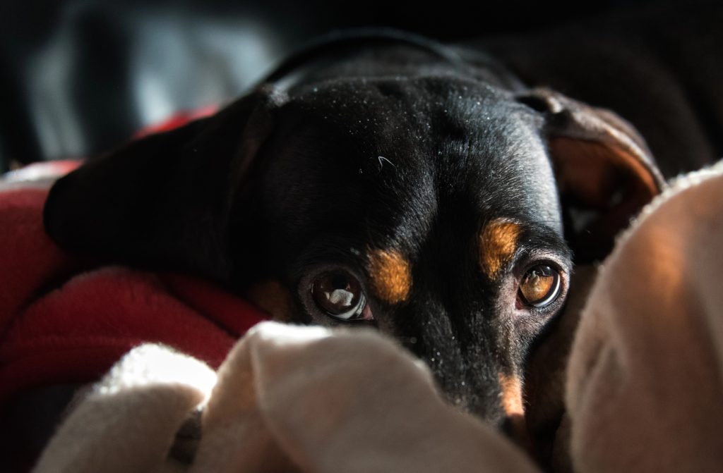 How to Heal and Remember After Your Pet Passes Away